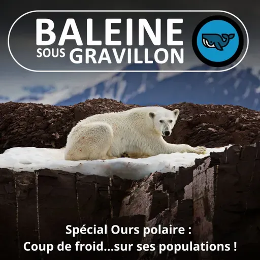 SPÉCIAL OURS POLAIRE 3/3 : Coup de froid ... sur ses populations ! (Rémy Marion)