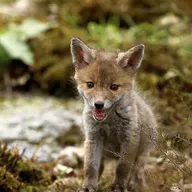 Die Tierdocs: Fuchs ist bewaffnet