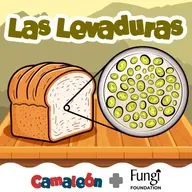 Levaduras: los hongos más diminutos del reino fungi