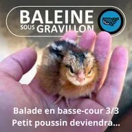 S07E81 Balade en basse-cour 3/3 : Petit poussin deviendra Poule (Rémi Dupouy)