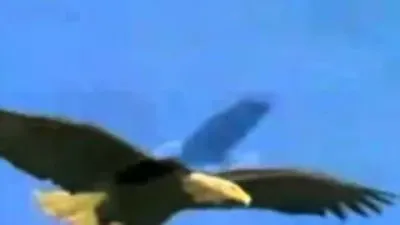 REFLEXÃO- A ÁGUIA. NARRAÇÃO- DANIEL IENSEN