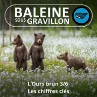 S07E155 L'Ours brun 3/6 : Dates, effectifs, attaques... les chiffres clés (Rémi Dupouy)