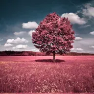 激情(五） 加拿大 艾丽丝.门罗