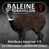 S07E92 Vous avez dit bizarre ? Attributs 1/5 : Le Chevrotain montre les crocs