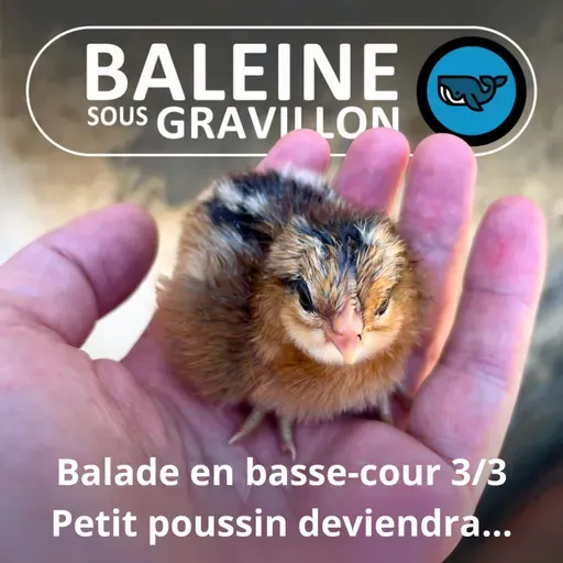 S07E81 Balade en basse-cour 3/3 : Petit poussin deviendra Poule (Rémi Dupouy)