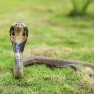 兒童科普｜i動物進行式：最大尾的毒蛇～認識眼鏡蛇