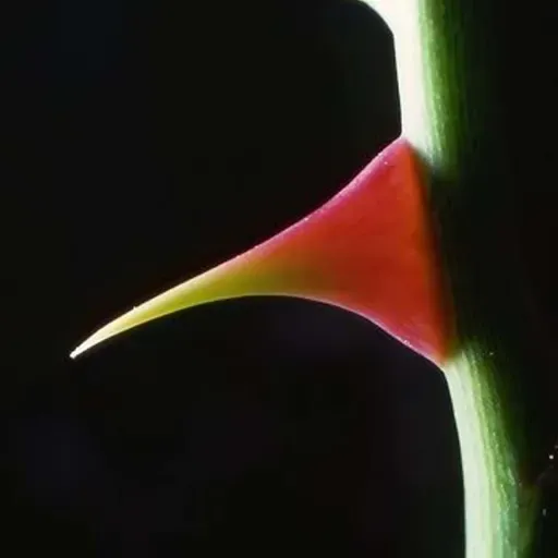 Limping Toward Heaven: Why Your Thorn Might Be a Blessing