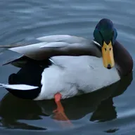 Waterfowl heritage with Kelsey Leonard