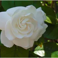 Half-fraction Advantage