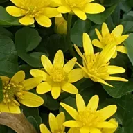Spotting springtime invasive plants; Wild turkeys in Wisconsin; Whooping crane population update