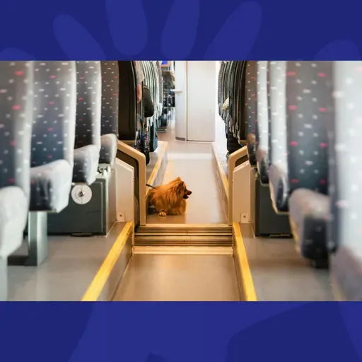 The Week Trending: Epstein Files Float, Pets On Public Transport, & Meath Home Demolition