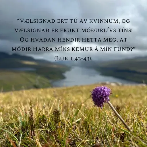 Um tey sleppa at liva