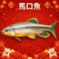 🧧馬年限定｜i動物進行式｜經典重播：臺灣特有魚種～認識馬口魚