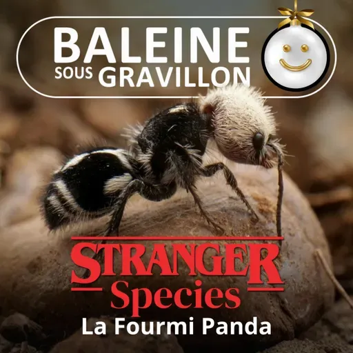 STRANGER SPECIES 3/12 : La Fourmi Panda