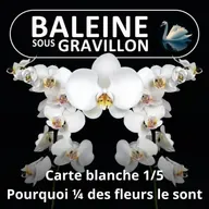 S05E121 Carte blanche 1/5 : Pourquoi la majorité des fleurs sont blanches ?