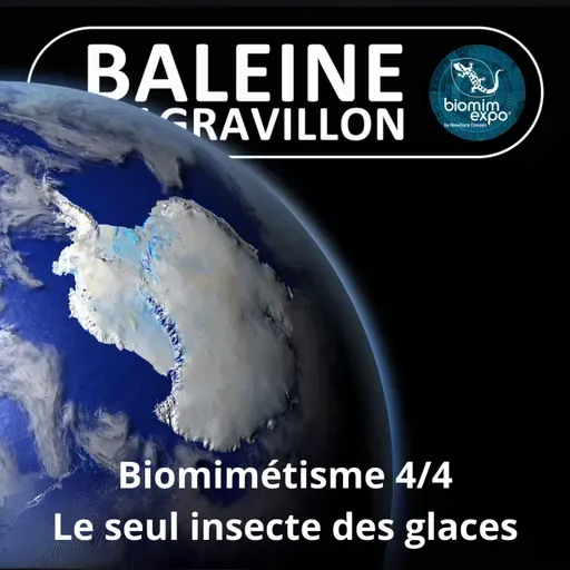 S07E39 Biomimétisme et bioinspiration 4/4 : Le secret du seul insecte de l'Antarctique (Alain Renaudin)