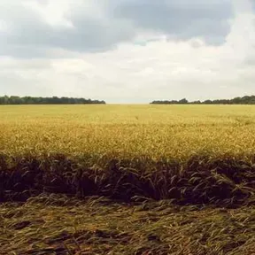 Developmenttt