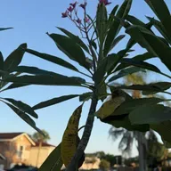 SERÍA UNA FE ESTÉRIL (E1979).