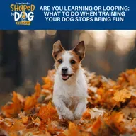 Are You Learning Or Looping: What To Do When Training Your Dog Stops Being Fun #313