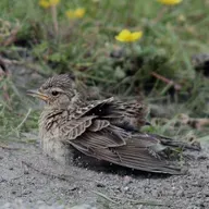 The Value of a Dust Bath