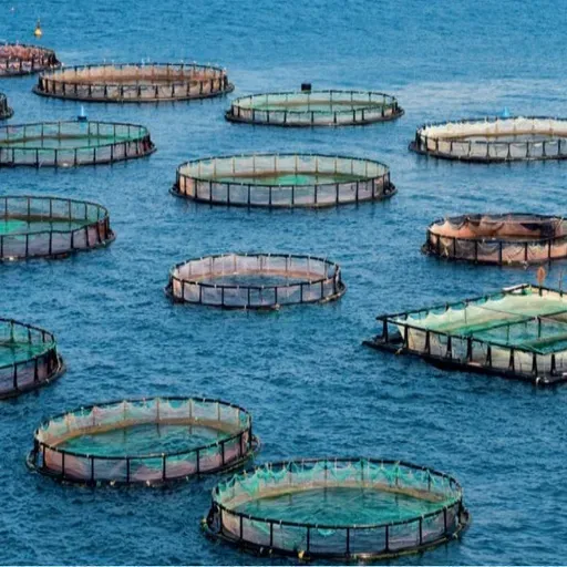 Produtores de pescado protestam contra inclusão da tilápia como espécie invasora