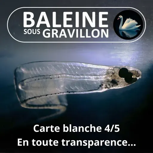S05E124 Carte blanche 4/5 : En toute transparence, la cape d'invisibilité du Vivant