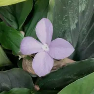 Self-advocacy Pros and Cons