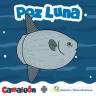Pez luna: El gigante que nada de lado