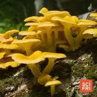 1119: A Delicious But Invasive Mushroom Could Affect Fungal Diversity