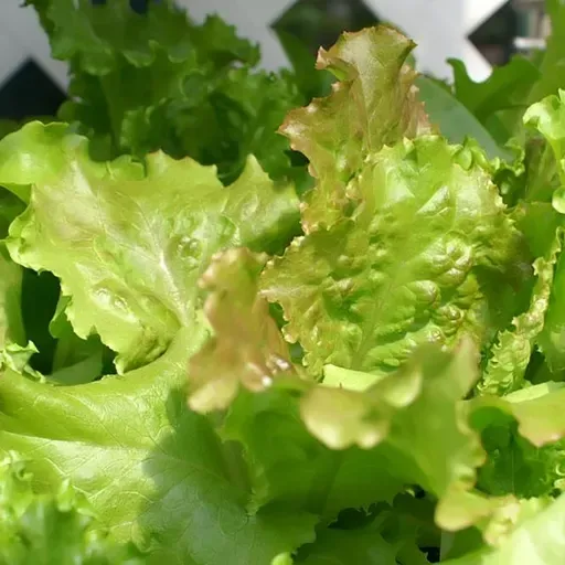 Sur les marchés de Niamey, la salade disponible un peu partout (Magazine)