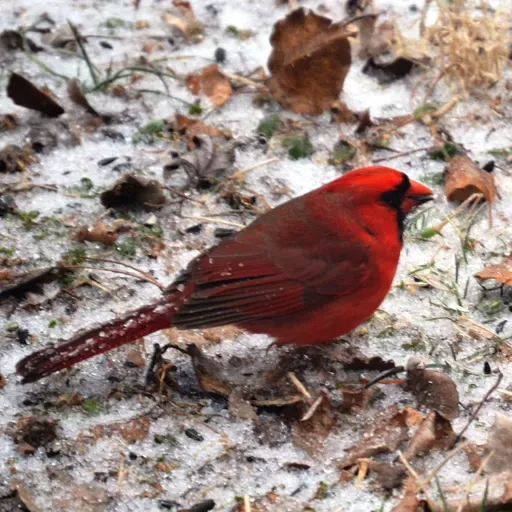S1E16 - Clare Dattilo from Seven Islands State Birding Park