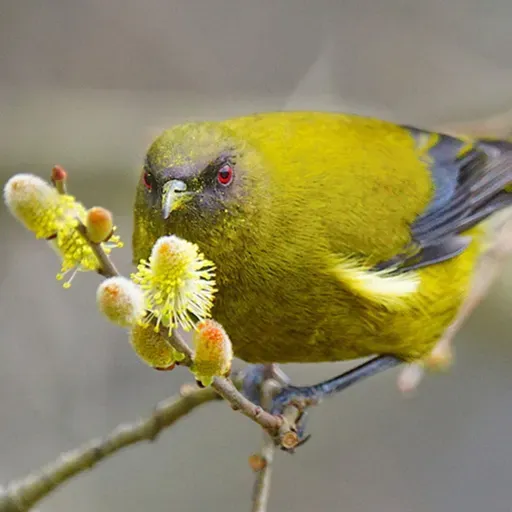New Zealand Bellbird