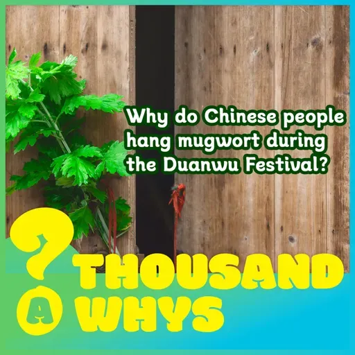 Why do Chinese people hang Chinese mugwort during the Duanwu Festival?