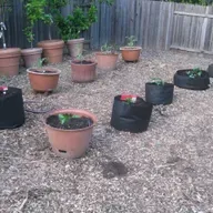 First Food Garden? New Garden? We Have Tips.