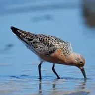 Probing with Sandpipers