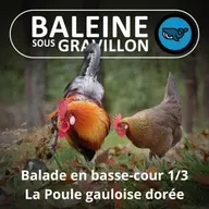 S07E79 Balade en basse-cour 1/3 : Nos ancêtres les (poules) Gauloises (Rémi Dupouy)