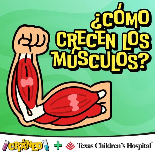 ¿Cómo crecen los músculos?