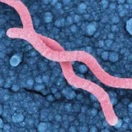 MEDIZINGESCHICHTEN - Magengeschwür im Selbstversuch