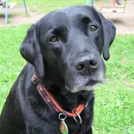 💫 ... dušno poslanstvo psa ... zavest psov IX ♾️