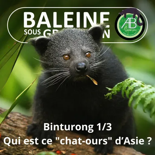 S07E135 Le Binturong 1/3 : "Chat-Ours" ou "Singe-Tigre" ? (Pauline Kayser et Géraldine Véron)