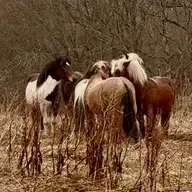 286 - Flokklivets gleder - og utfordringer