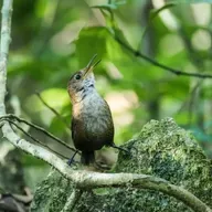 Two Rare Wrens Serenade Southern Mexico