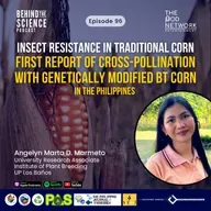Ep96 - Insect resistance in traditional corn: First report of cross-pollination with BT corn in the Philippines