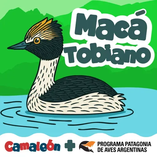 Macá tobiano: Ave buzo de la Patagonia