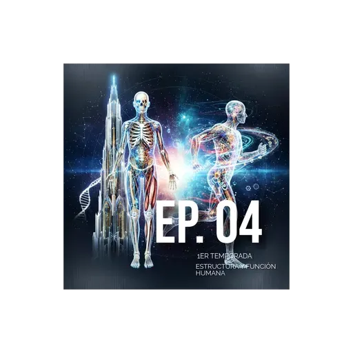 04 estructura y función humana
