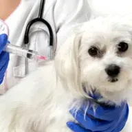 Protocolo de vacinação dos pets