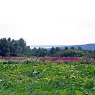 Garden Talk: Bayfield in Bloom 2026