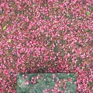 ばらの花_シンセ from Radiotalk