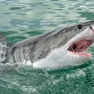 Hajer og tun overopheder i varmere vand: Kan blive et problem i fremtiden