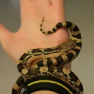 EP 328: Panchatantra- ch25 The Monk ch26 The Girl ch27 Poor Blossom (Ryder)